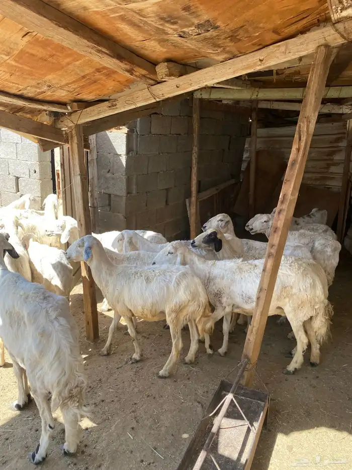 24 شاه غنم مسراح 4