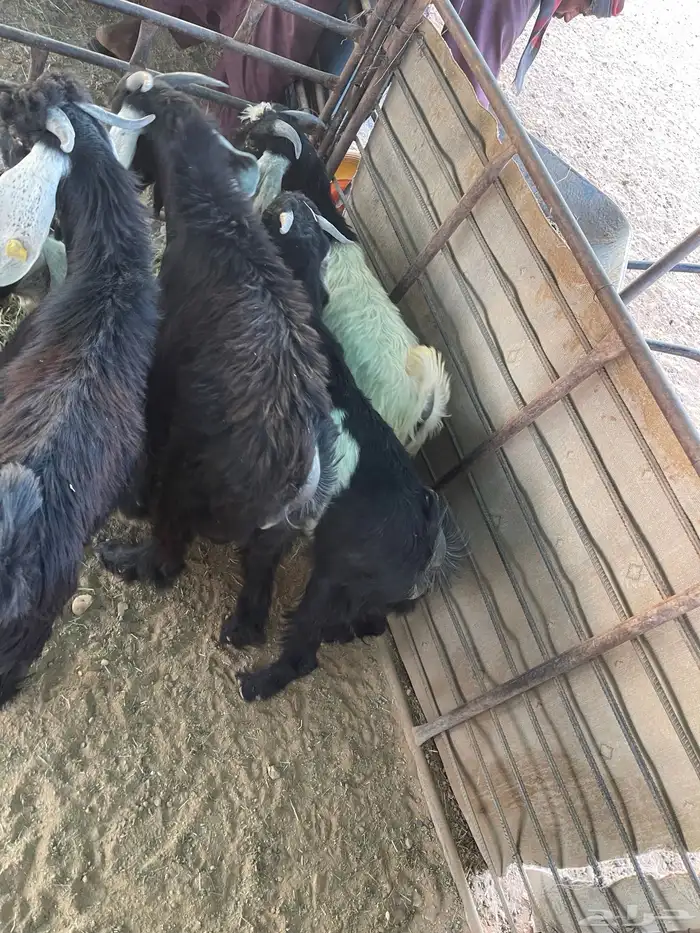 تيوس منادي طيبه 7