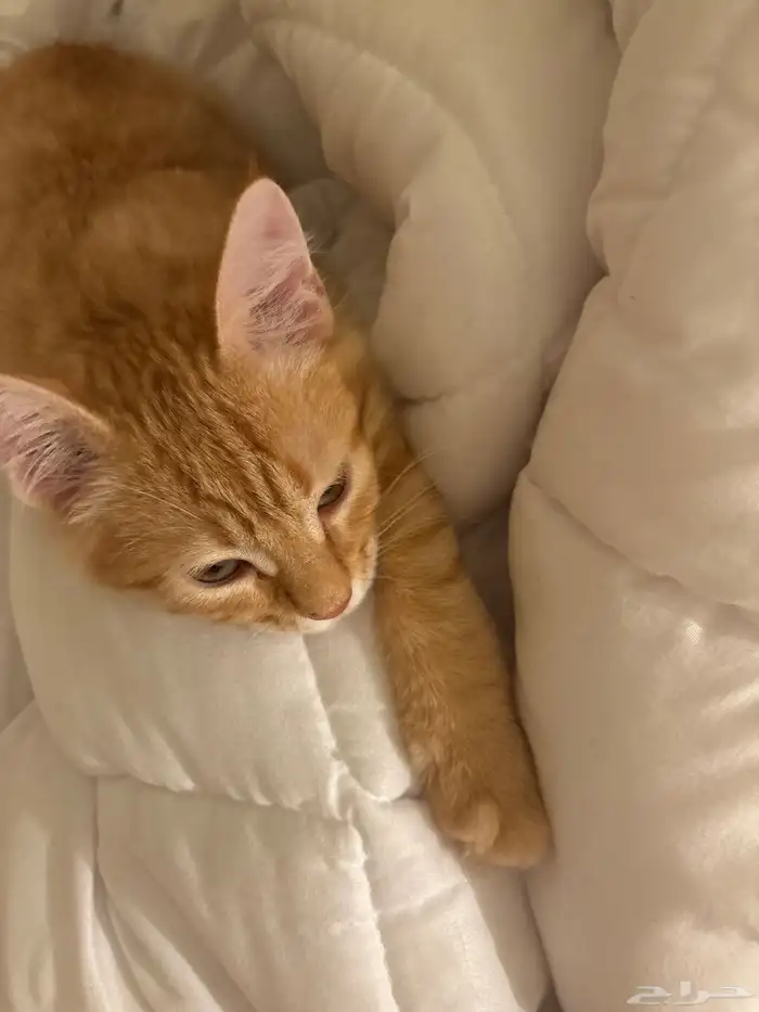 قط برتقالي عمره 4 شهور للتبني جيزان حي الشاطئ 1