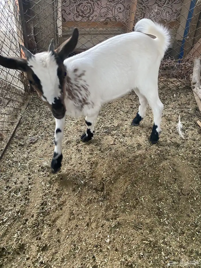 ماعز قزم جفرة قزمية 0