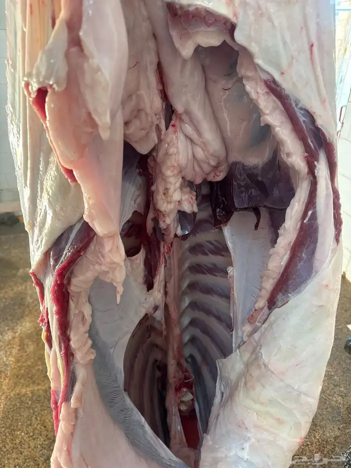 حاشي لباني شرط العمر ستة اشهر والحم تحدي مضمون في الصحن 2