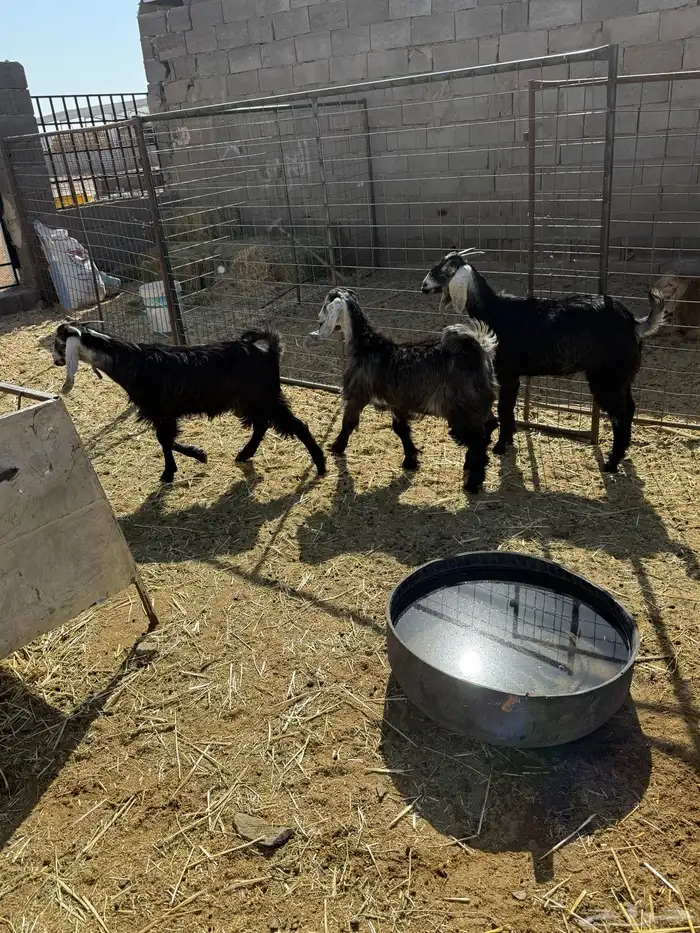 للبيع جفار شحم 4