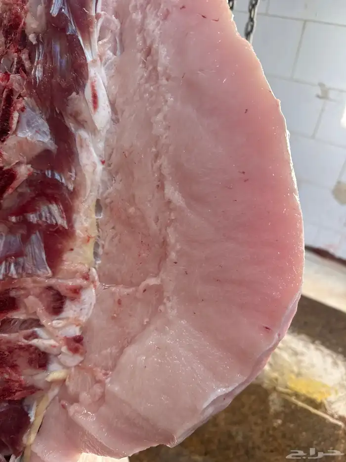 حاشي لباني شرط العمر ستة اشهر والحم تحدي مضمون في الصحن 3