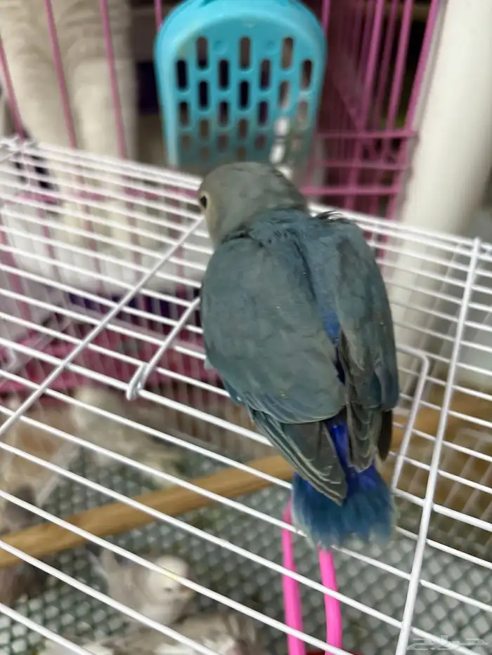 فروخ تحت الغر 2