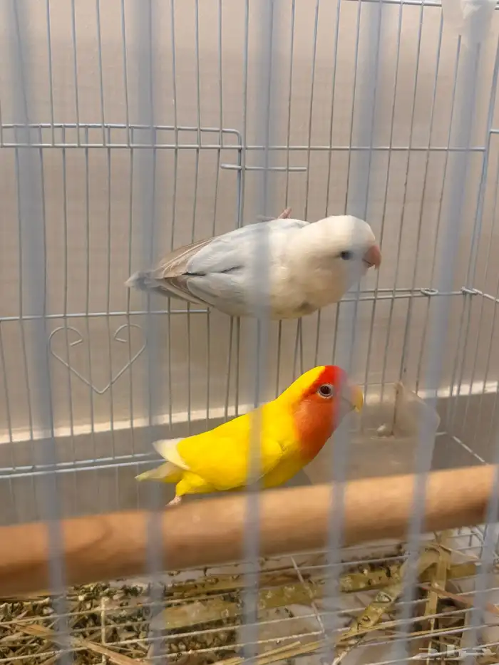 زوج كروان للبيع مع بيضه ( وطيور للبيع بعد 5