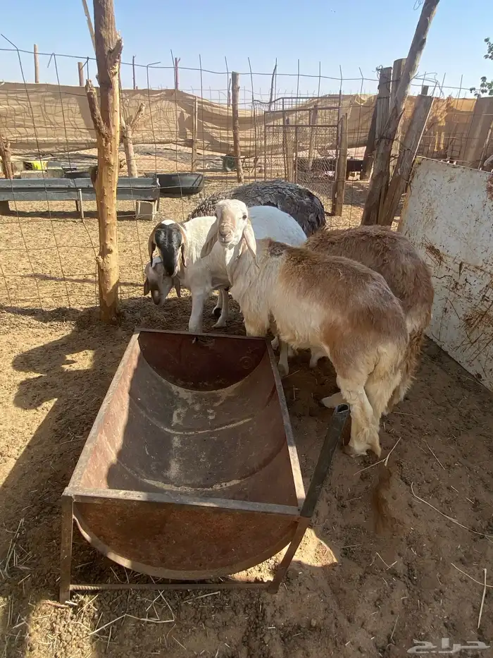 سواكن جذعان 0