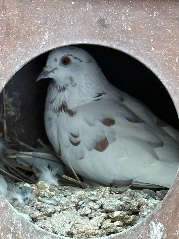 حمام للبيع 10