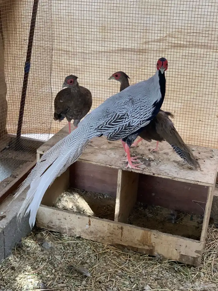 فزنت سيلفر طقم 0