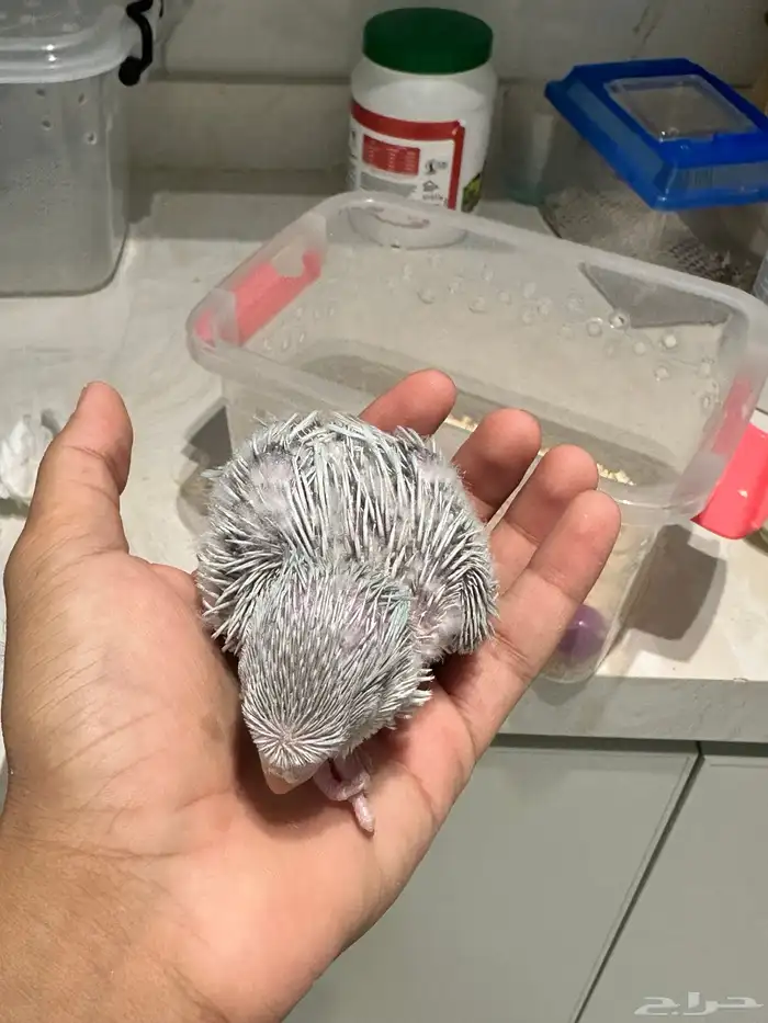 فرخ كويكر دايلت عيون حمراء 2