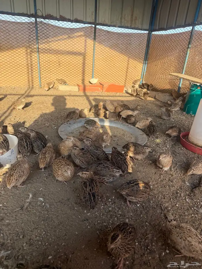 سمان بياض 2