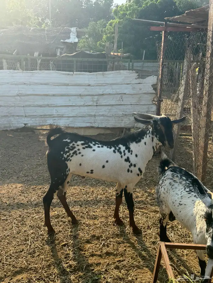 للبيع فحل بيشي 4