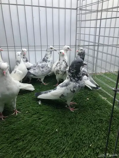 مجموعة هايفلير وهندي index