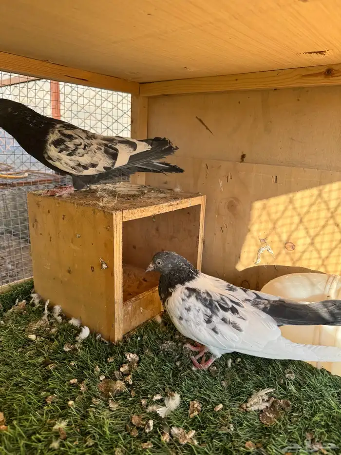 حمام باكستاني مستوى طيب 8