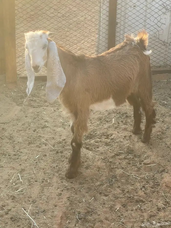 تيس فل شحم 2