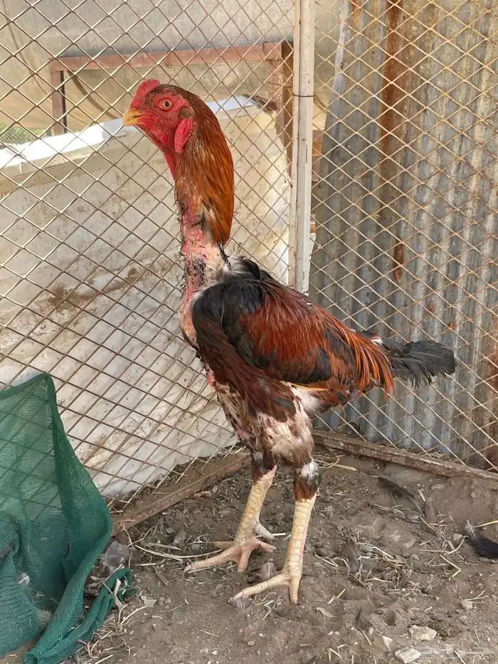 ديك باكستاني فايتر 2