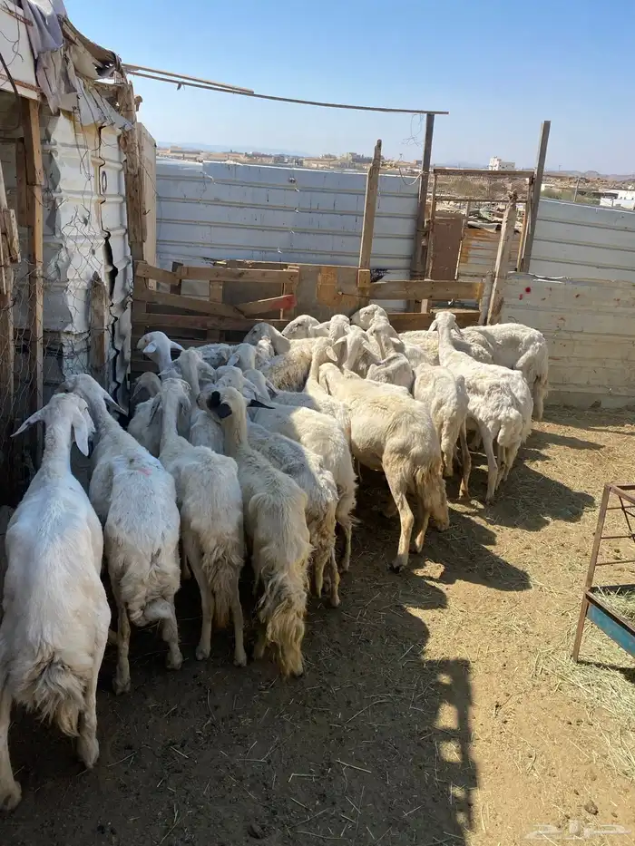 24 شاه غنم مسراح 13