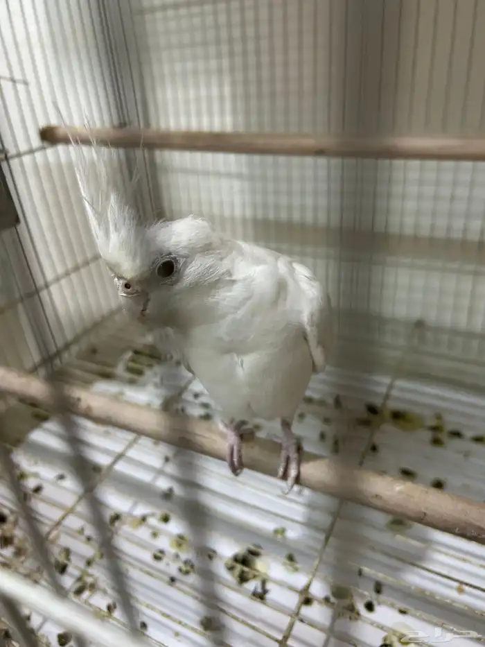 زوج كروان البينو معاه بيض 3