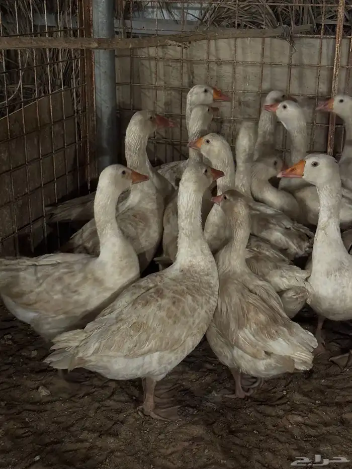 وز للبيع الموقع بريده 2