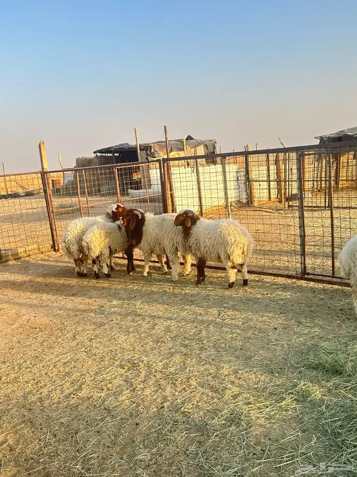 5 طليان نعيم 0