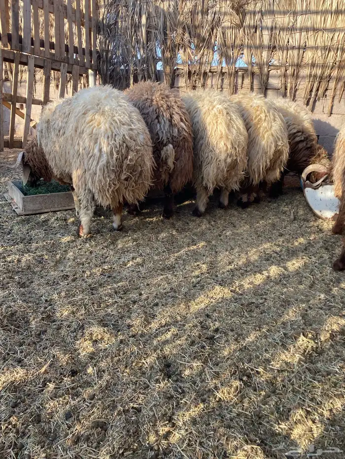 جذعان فاخره مقفله 7