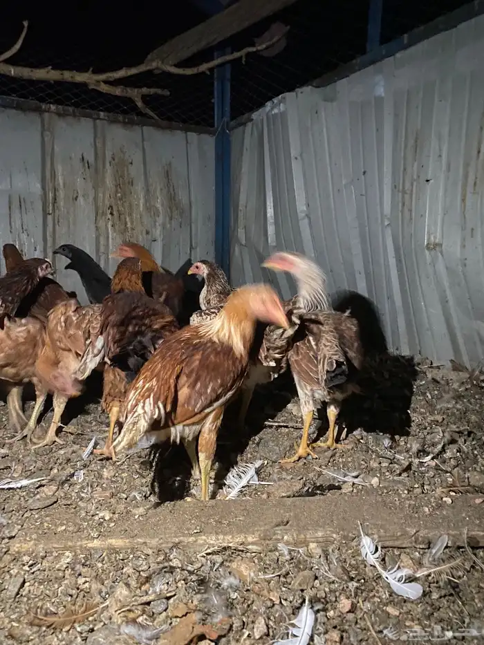 تم البيع الله يبارك 1