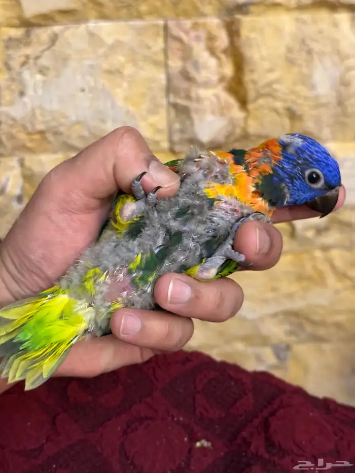 فرخ لوري تم البيع 4