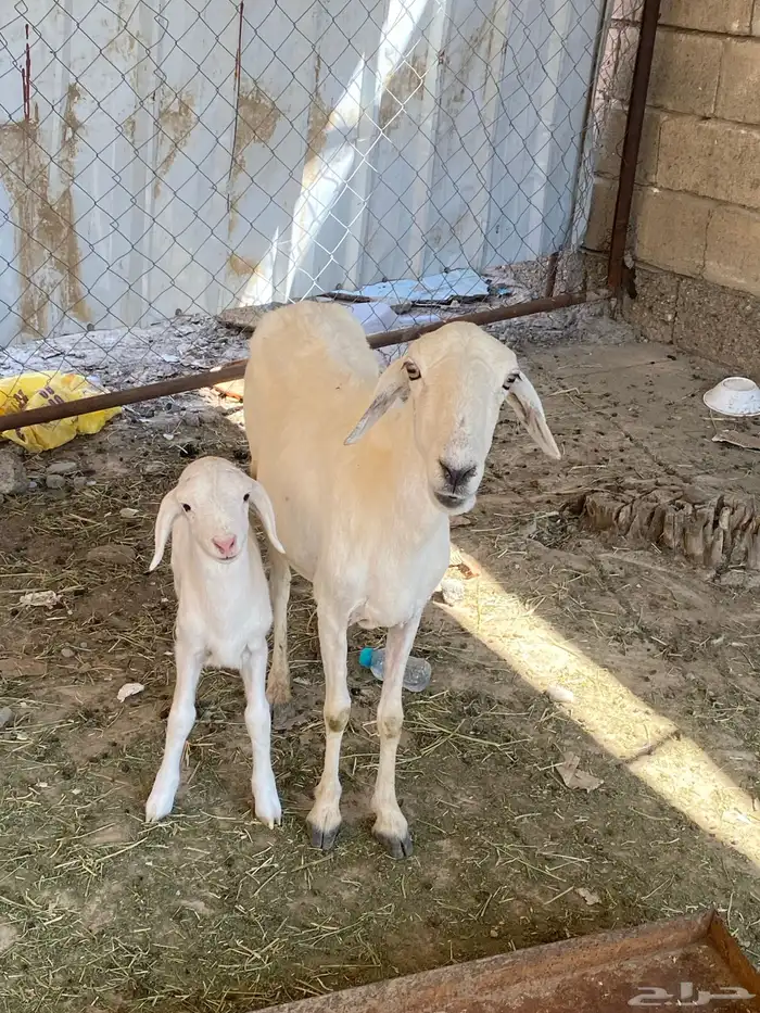 نعجه منتوجه 0