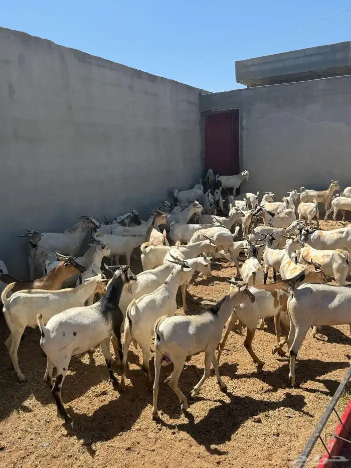 تيوس مستورده 2