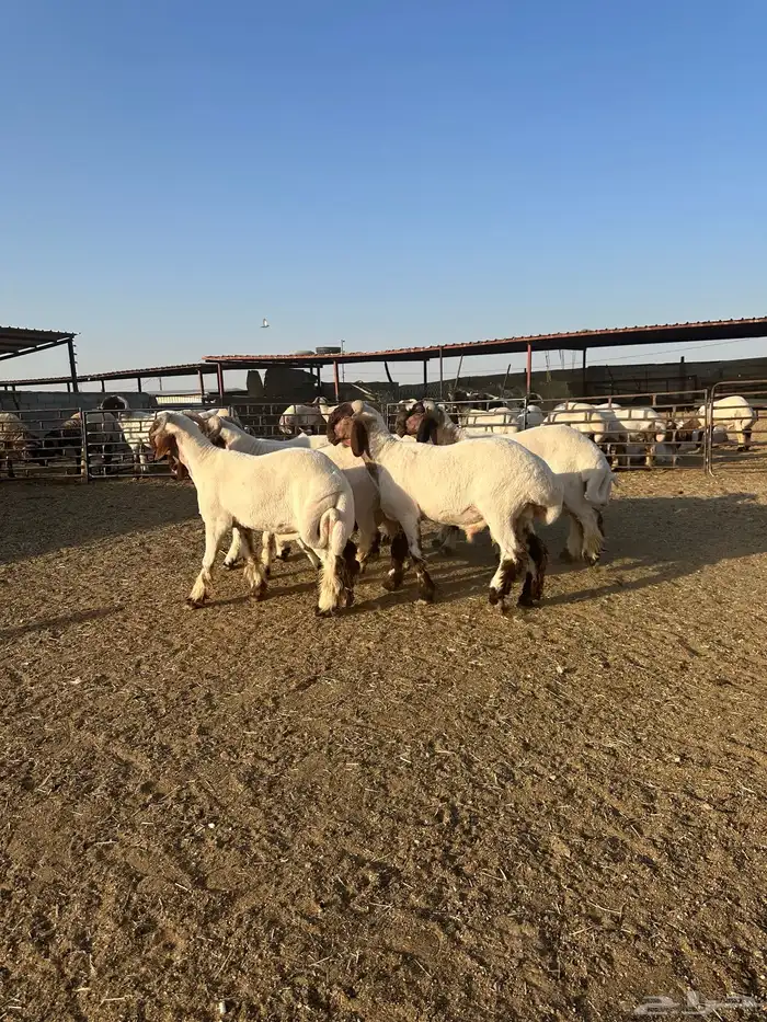 جذعان أنعينم صنف اللبييع 1