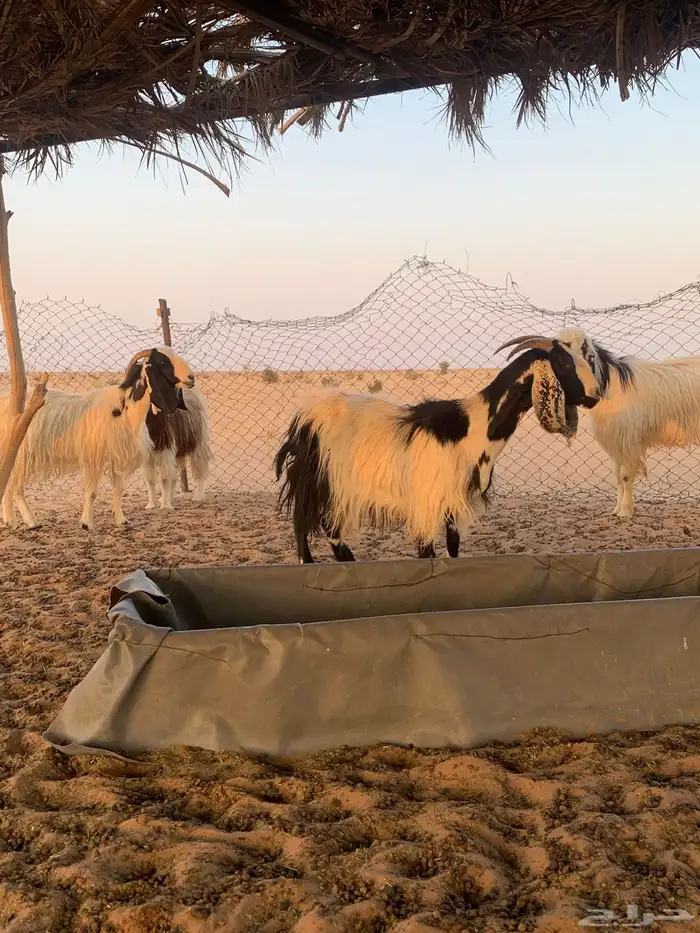 معزاء مصريات دفيع وليد حليب 8