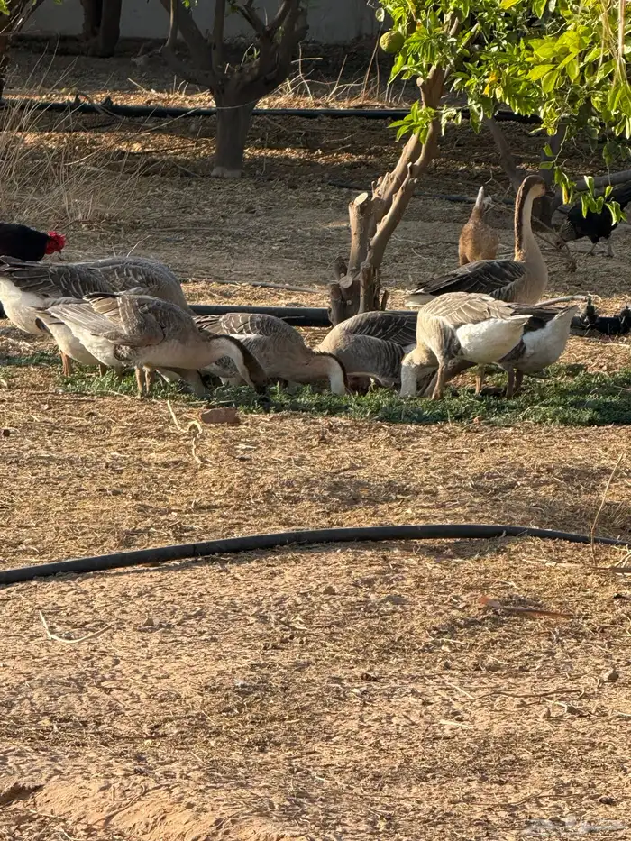 وز عراقي (توصيل مجاني داخل البكيرية ) 17