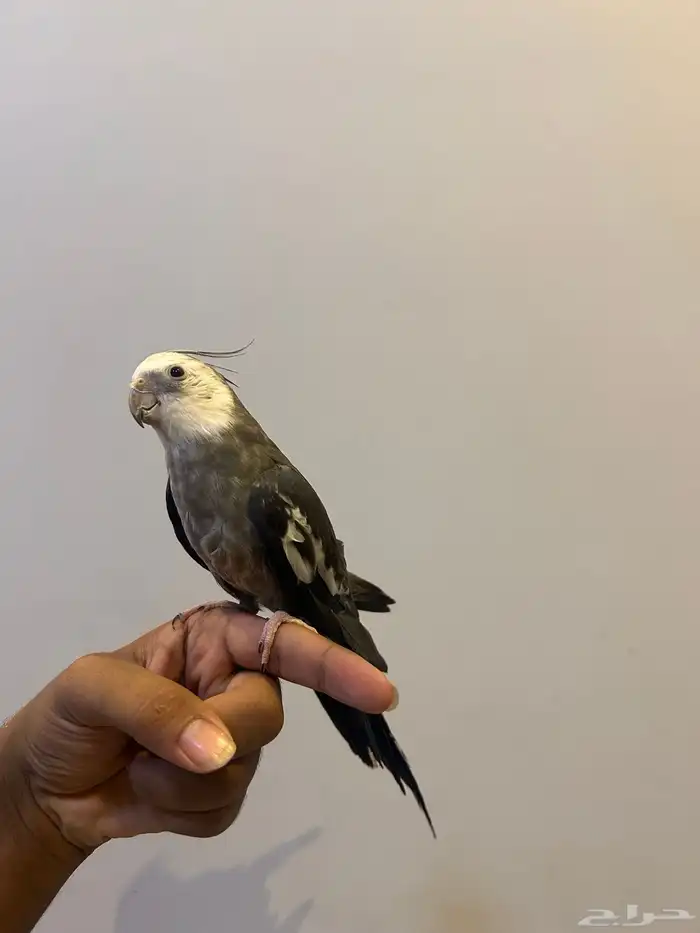 كروان هولندي 0