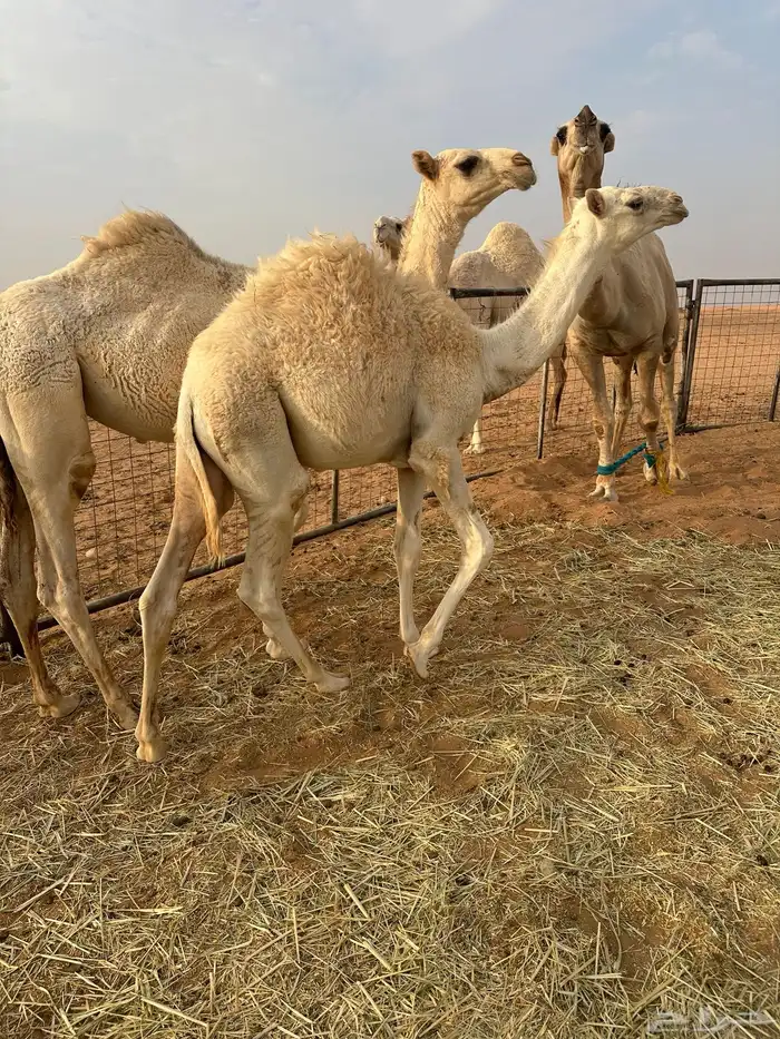قعود قصب علي الحليب دوبي شملت امه قعود عنه عمره 7 شهور مقفل 0