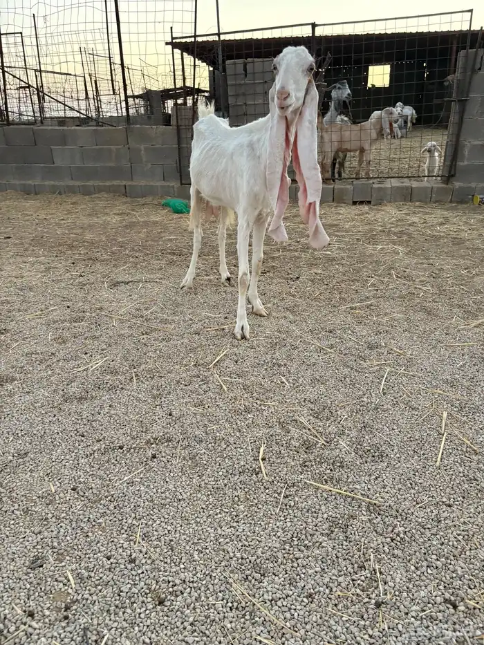 للبيع معزاء هولنديه 0