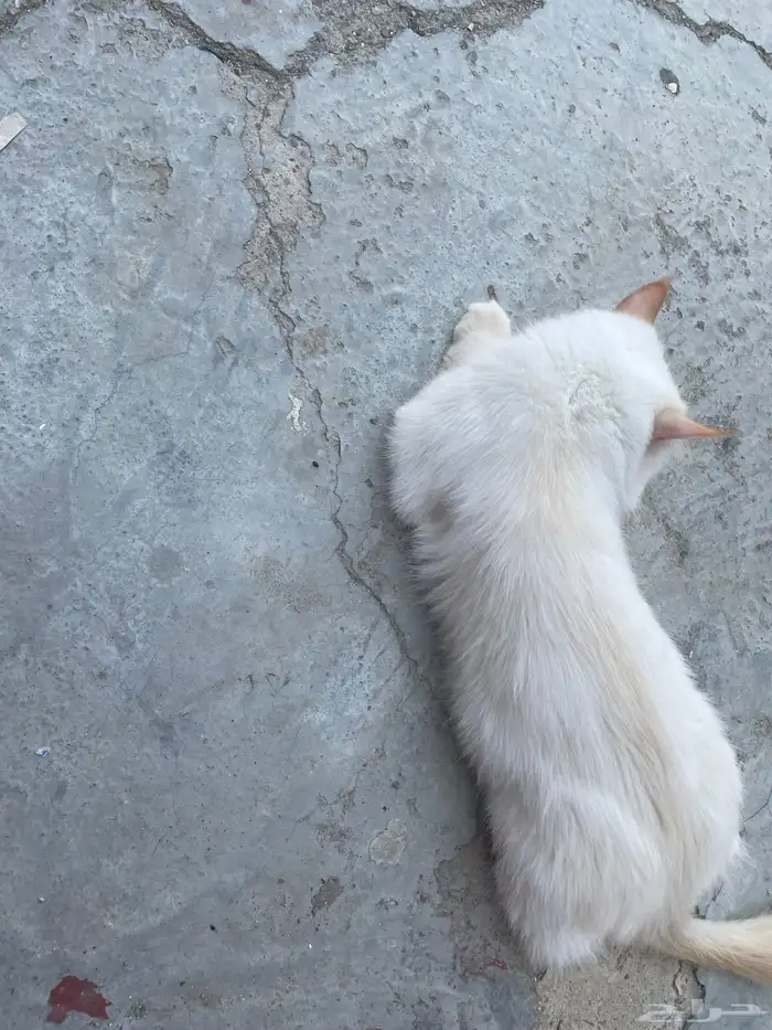 قطه أنثى للتبني السبب(تريد الزواج وأنا ليس لدي ذكر ) 2