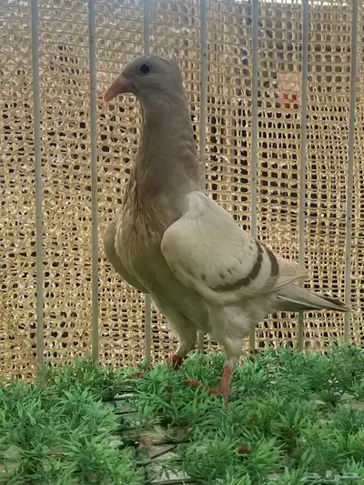 زاجل ارشنجر index