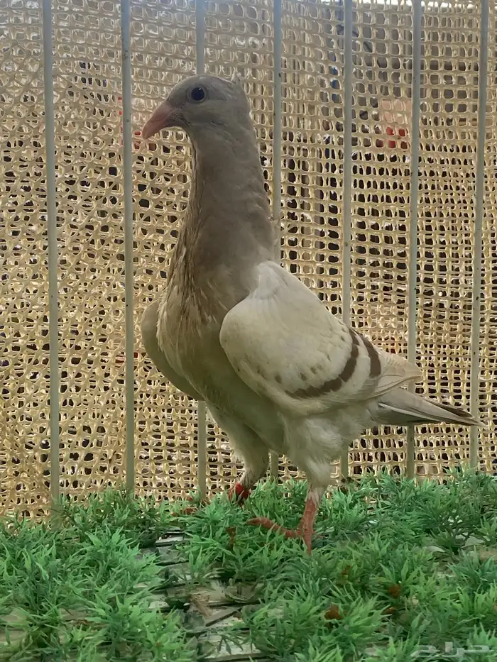 زاجل ارشنجر 2