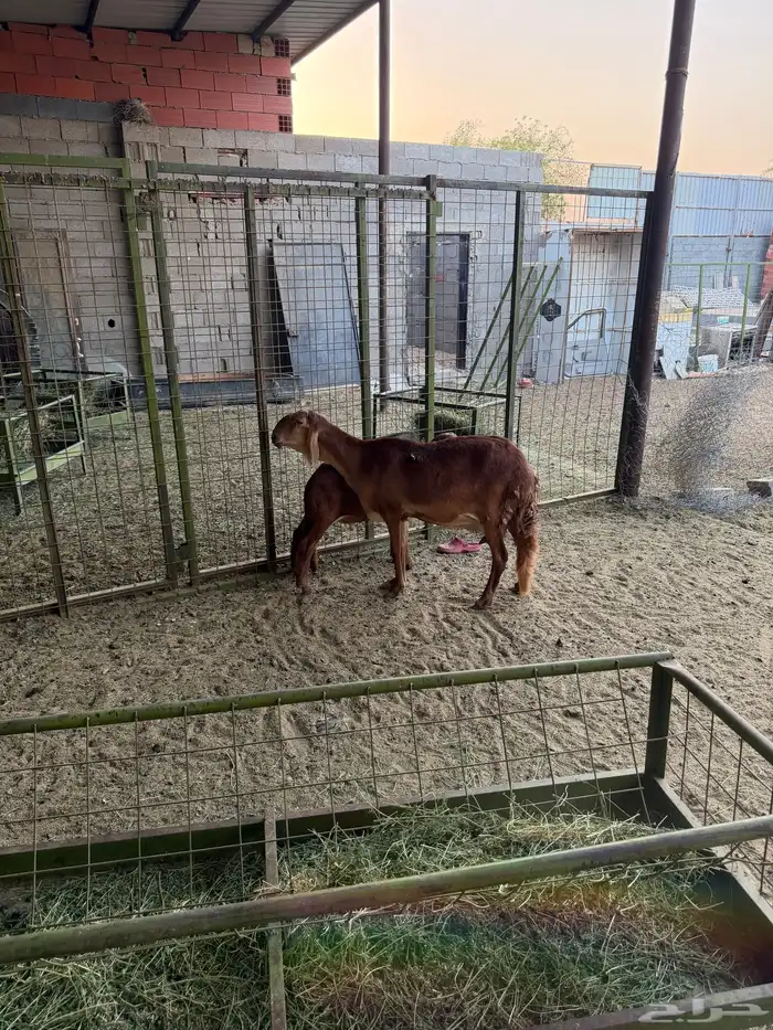 سوكني رخله حمراء ومعها طلي ورخله دورمان 7