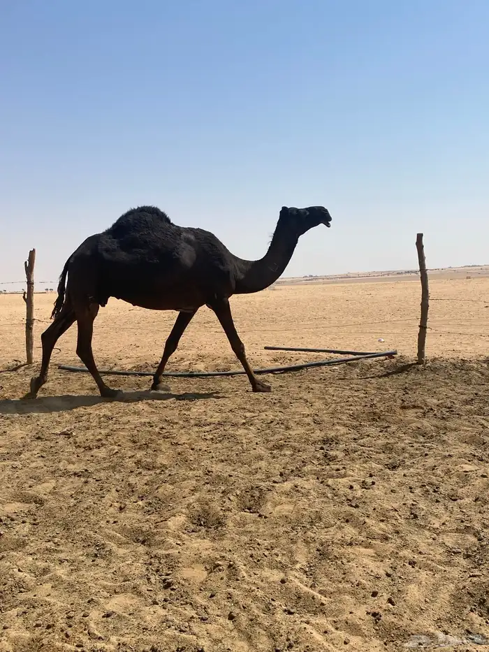 ناقة ام رابع منتج للبيع ميت حوارها قبل اربع شهور 0