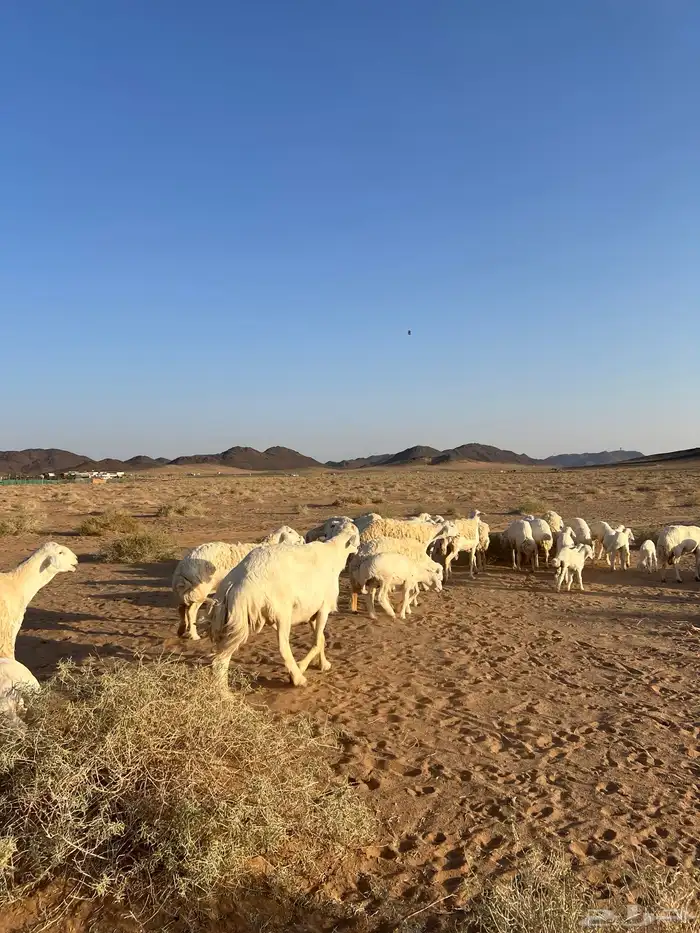 غنم مراح العدد 51 رأس 3