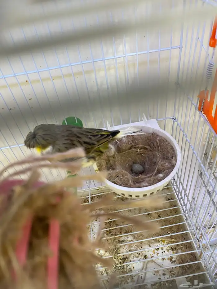 انثى جولستر تحتها بيضة 3