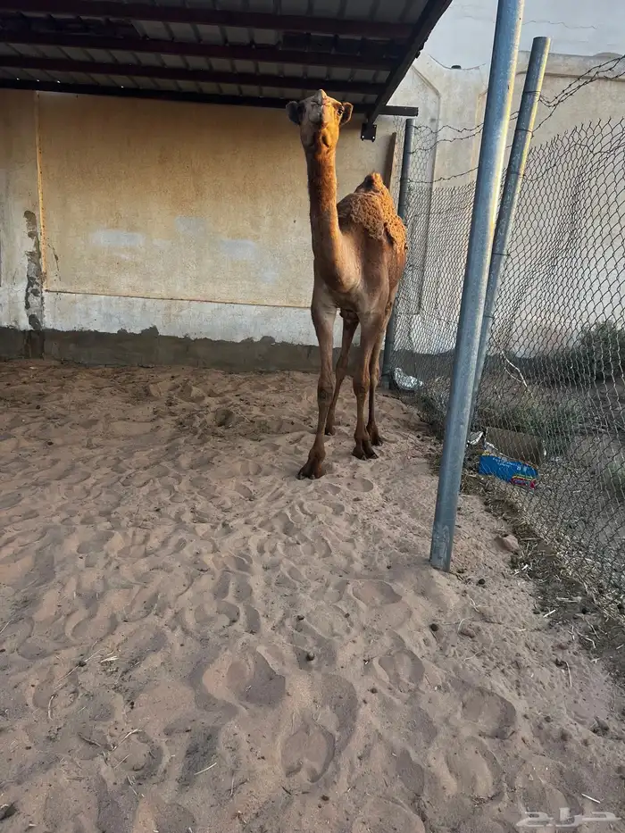 مفروده شعلا 4
