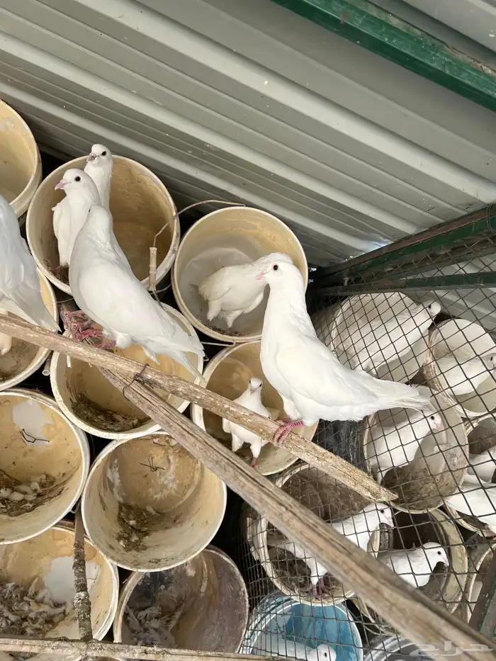 حمام فرنسي لاحم الموقع الخرج 3