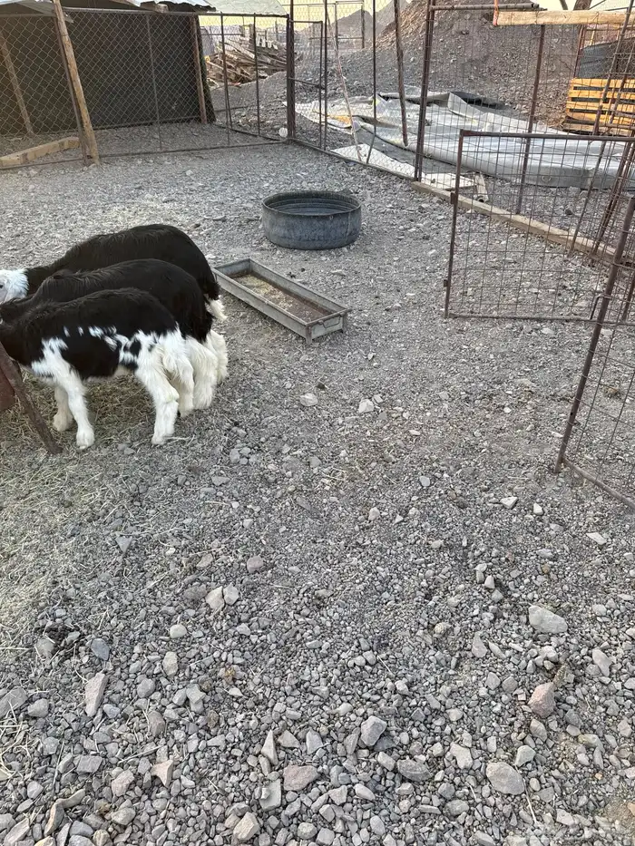 واخال نظيف عمارة أربع شهور مقفلة شحم وتصلح مقنوي نجد فاخرة 0