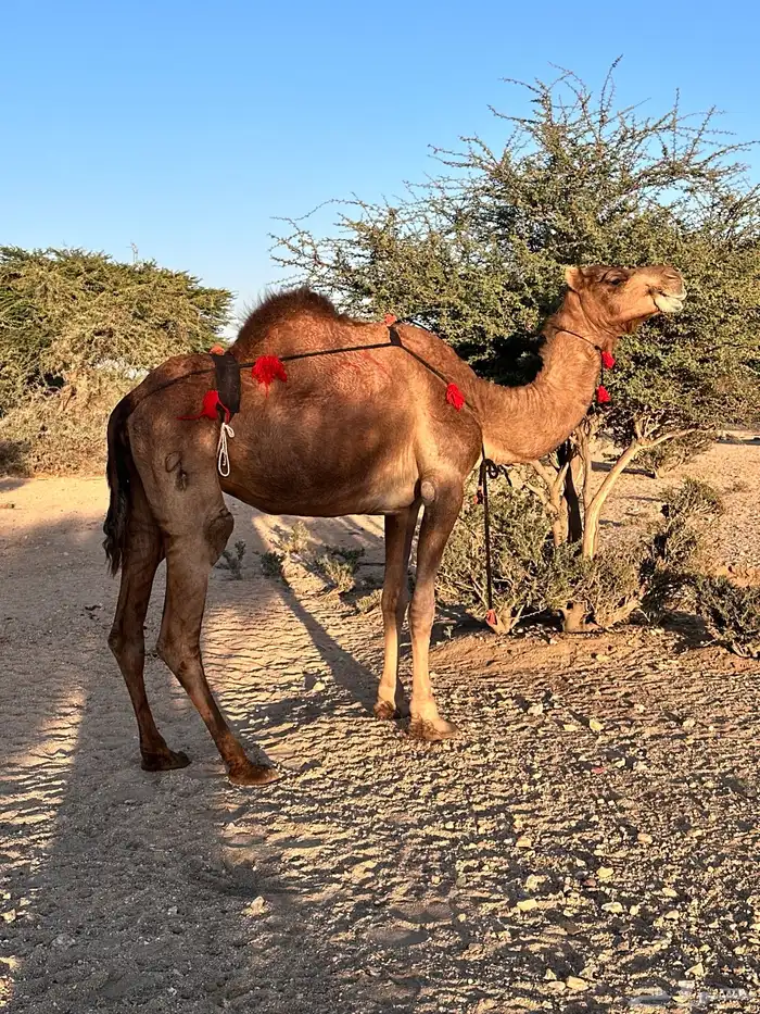 ناقة حمراء ساحليه لقحه 4