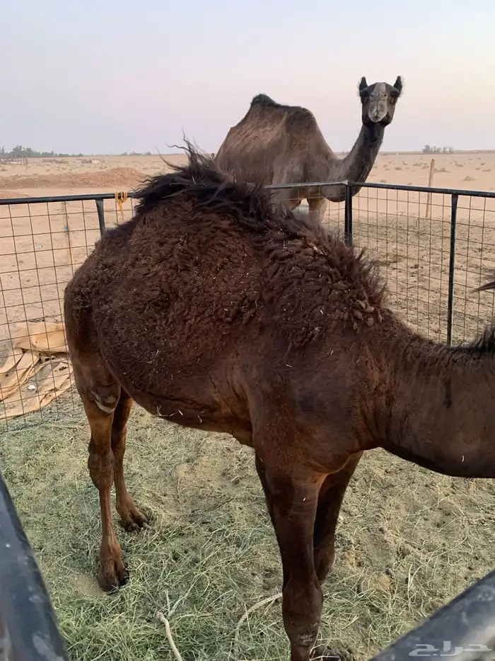 حاشي لباني 2