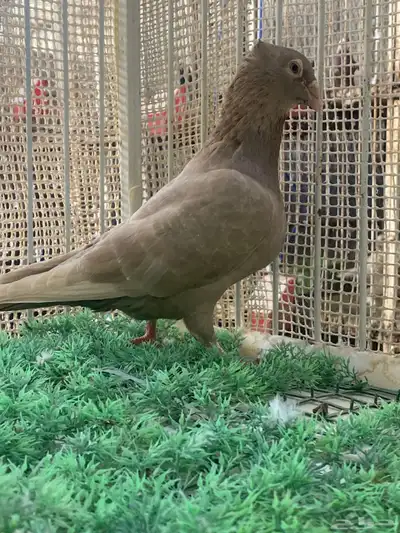 زاجل كاكي index