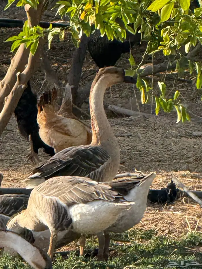 وز عراقي (توصيل مجاني داخل البكيرية ) 21