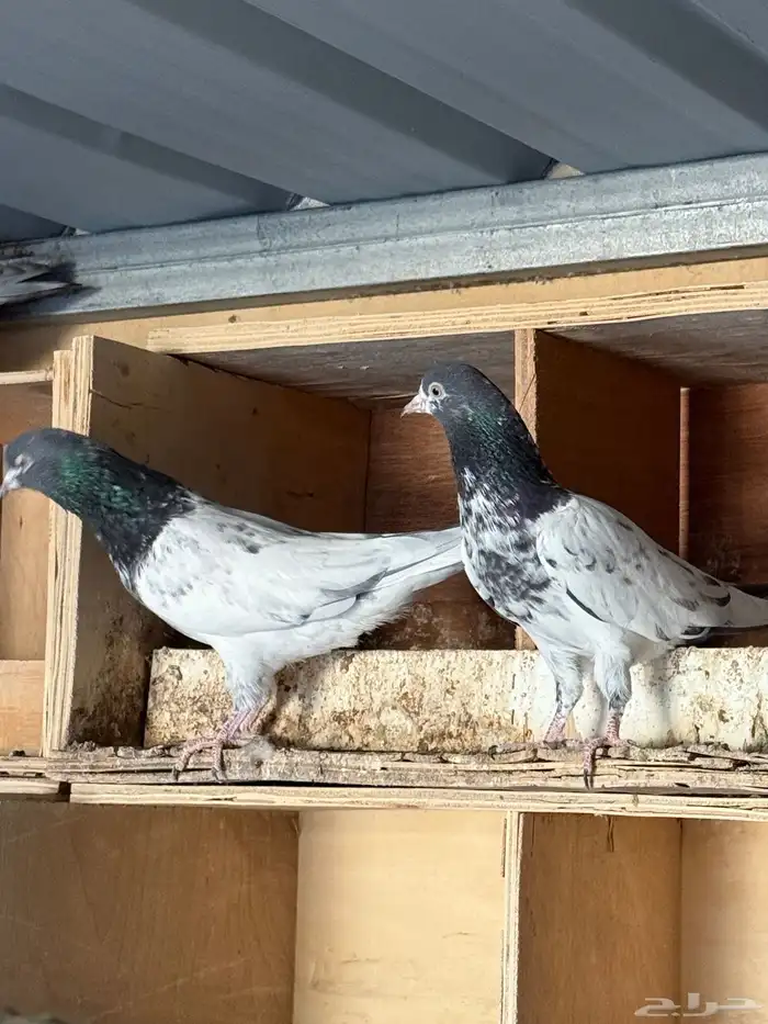 للبيع جوز تيدي طيار توه مكمل 1