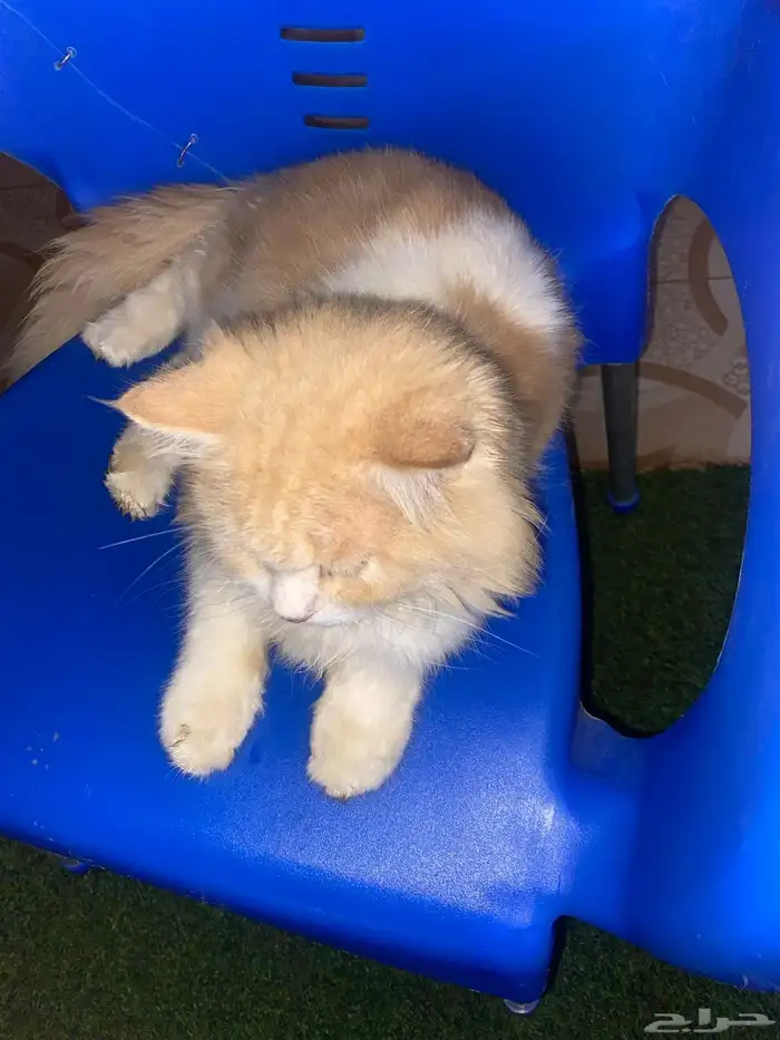 قط اليف للبيع 0